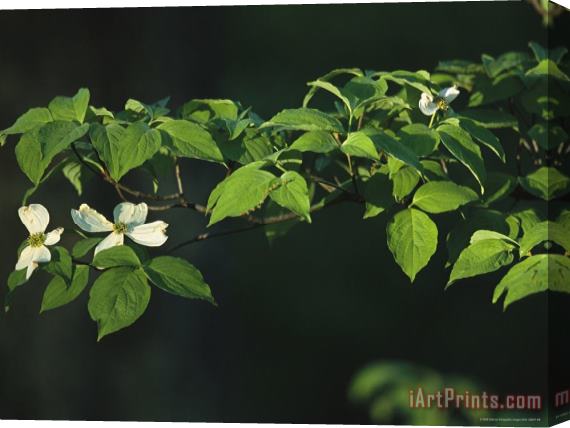 Raymond Gehman Dogwood Tree Branch with Blossoms Stretched Canvas Print / Canvas Art