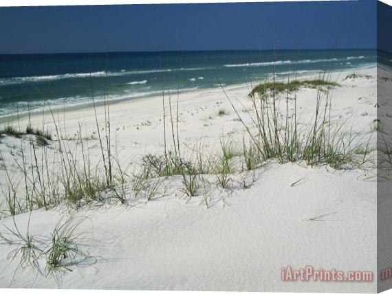 Raymond Gehman Dune Grasses Hold White Sand in Place Along a Stretch of Beach Stretched Canvas Print / Canvas Art