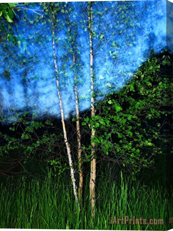 Raymond Gehman Early Summer Leaves of Aspen Trees Stand Out Against a Twilight Sky Stretched Canvas Painting / Canvas Art