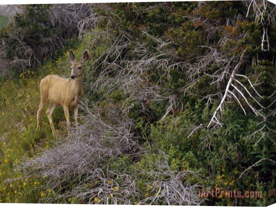 Raymond Gehman Ears Cocked a Mule Deer Pauses in a Clearing in Cascade Canyon Stretched Canvas Print / Canvas Art