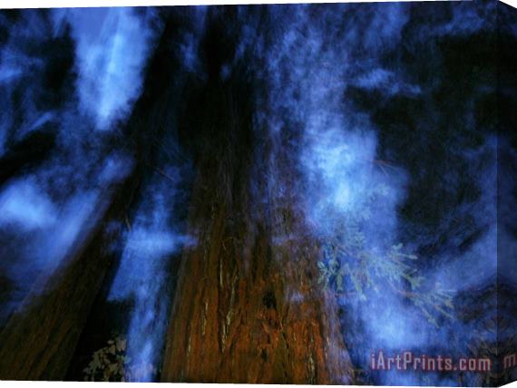 Raymond Gehman Eerie Image of Giant Redwoods From Directly Below at Night Stretched Canvas Print / Canvas Art