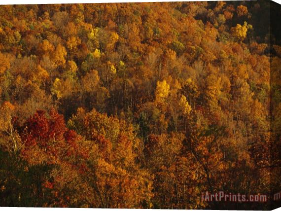 Raymond Gehman Elevated View of Forest Stand of Oaks And Maples in Autumn Hues Stretched Canvas Painting / Canvas Art