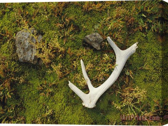 Raymond Gehman Elk Antler And Moss Yellowstone National Park Wyoming Stretched Canvas Painting / Canvas Art