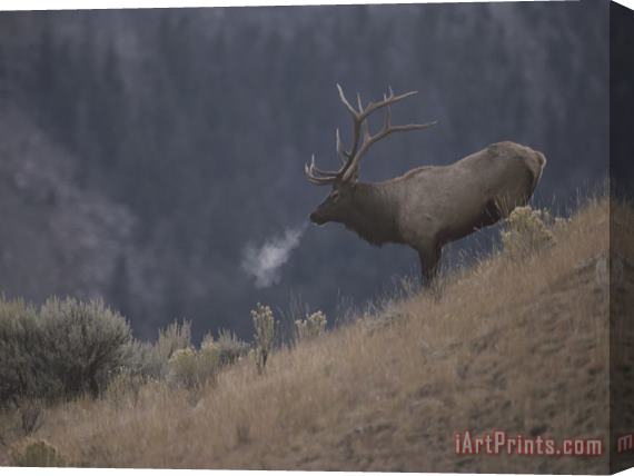 Raymond Gehman Elk Or Wapiti Bull on a Hillside in Yellowstone National Park Stretched Canvas Painting / Canvas Art