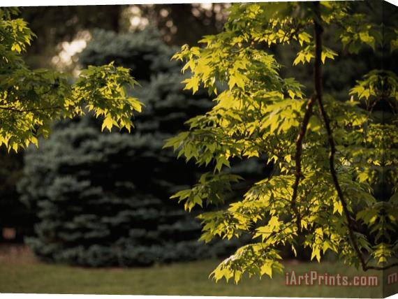 Raymond Gehman Evergreen Tree Framed by Maple Tree Branches Stretched Canvas Print / Canvas Art