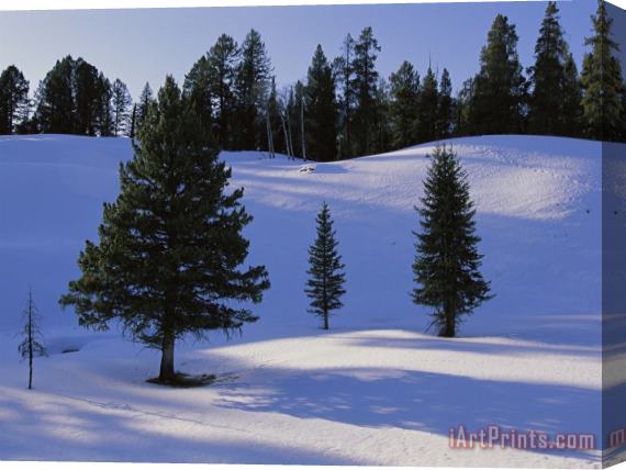 Raymond Gehman Evergreens Grace a Snowy Landscape Stretched Canvas Painting / Canvas Art
