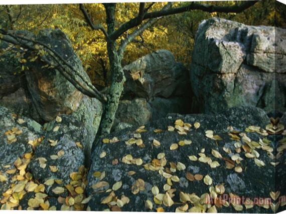 Raymond Gehman Fall Leaves on Rocks Along The Appalachian Trail Stretched Canvas Print / Canvas Art