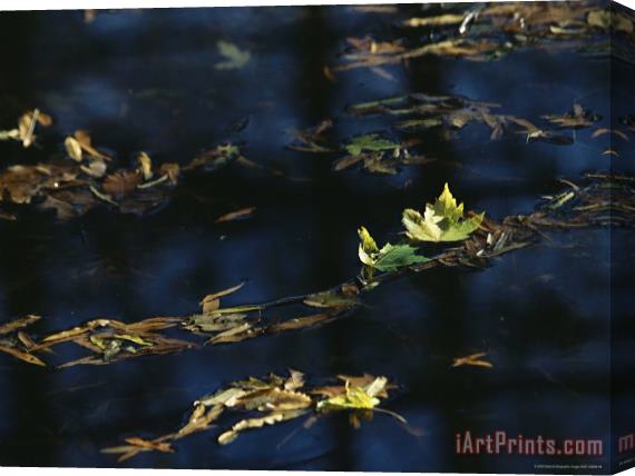 Raymond Gehman Fall Tinged Maple Leaves Float in Water Reflecting The Blue Sky Stretched Canvas Painting / Canvas Art