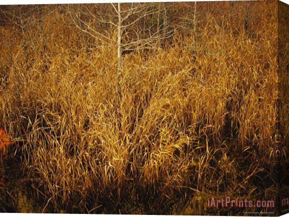 Raymond Gehman Fall View of Wire Grass And Bay Trees on The Edge of Lake Waccamaw Near Lake Waccamaw Stretched Canvas Painting / Canvas Art