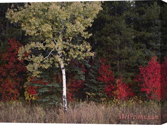Raymond Gehman Flaming Shrubs And a Slender Quaking Aspen Glow Against a Canvas of Lodgepole Pine And Spruce Stretched Canvas Print / Canvas Art