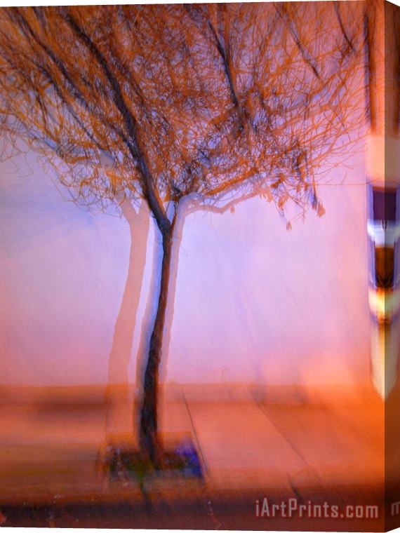 Raymond Gehman Flashed Tree And Its Shadow on a Wall in San Francisco Stretched Canvas Print / Canvas Art