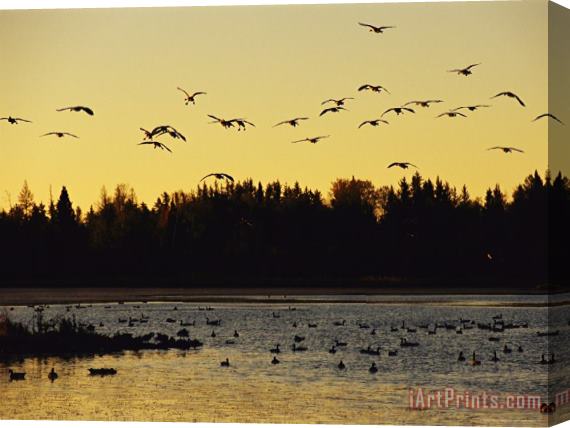 Raymond Gehman Flock of Geese Flies Over a Manitoba Lake at Sunset Stretched Canvas Print / Canvas Art