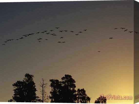 Raymond Gehman Flock of Geese Take Flight As The Sun Sets on a Manitoba Park Stretched Canvas Painting / Canvas Art
