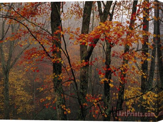 Raymond Gehman Fog And Colorful Maple Leaves in Appalachian Forest on Paint Mt Road Stretched Canvas Print / Canvas Art
