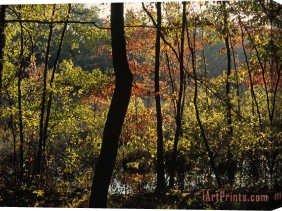 Raymond Gehman Forest of Dogwood And Maple Trees in Autumn Colors Stretched Canvas Painting / Canvas Art