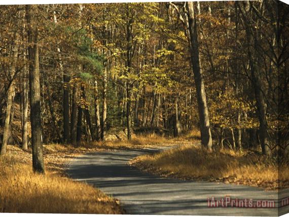 Raymond Gehman Forest Service Road Cuts Through George Washington National Forest Stretched Canvas Painting / Canvas Art