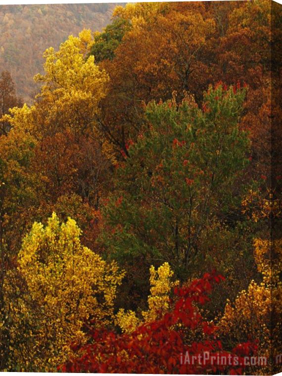Raymond Gehman Forest Stand of Maples And Oaks in Autumn Hues on a Mountain Side Stretched Canvas Print / Canvas Art