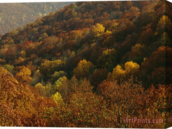 Raymond Gehman Forest Stand of Maples And Oaks in Autumn Hues Stretched Canvas Painting / Canvas Art