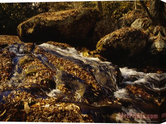 Raymond Gehman Fox Creek And Autumn Leaves in The Jefferson National Forest Stretched Canvas Painting / Canvas Art