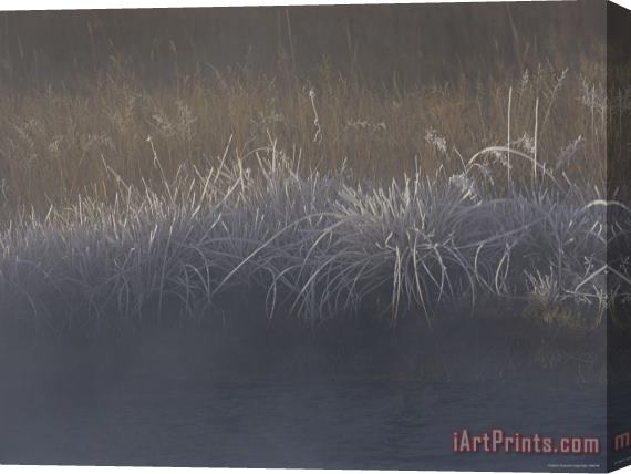 Raymond Gehman Frost Coats Sedges Along Obsidian Creek in The Early Morning Stretched Canvas Print / Canvas Art