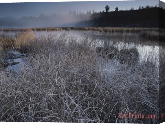 Raymond Gehman Frost Covered Grasses And Early Morning Mist Over Teton Marsh Area Stretched Canvas Print / Canvas Art