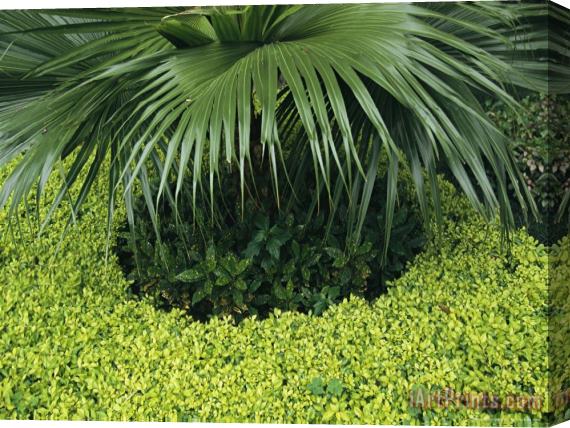 Raymond Gehman Garden Detail with Palmetto Fronds And Ground Cover Stretched Canvas Print / Canvas Art