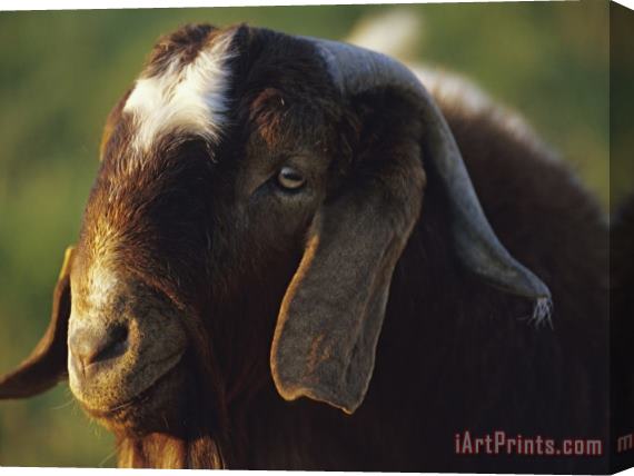 Raymond Gehman Goat Stretched Canvas Print / Canvas Art