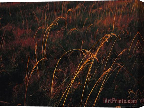 Raymond Gehman Grasses Glow Golden in Evening's Light Stretched Canvas Painting / Canvas Art