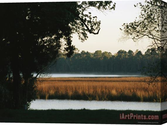 Raymond Gehman Grasses in a Marsh Surrounded by Trees Stretched Canvas Print / Canvas Art
