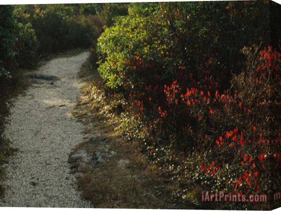 Raymond Gehman Gravel Path Through Shrubs And Low Vegetation Stretched Canvas Print / Canvas Art