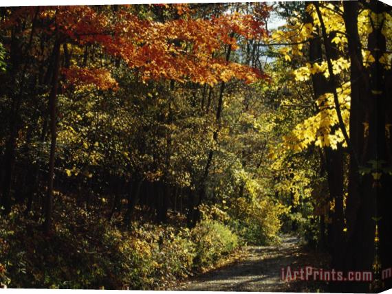 Raymond Gehman Gravel Road Through a Forest Provides Access to Rocks for Climbers Stretched Canvas Print / Canvas Art