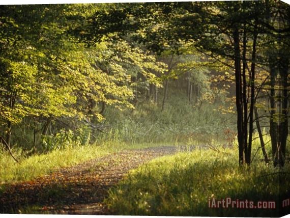 Raymond Gehman Gravel Road Through The Edge of a Forest in Early Morning Light Stretched Canvas Print / Canvas Art