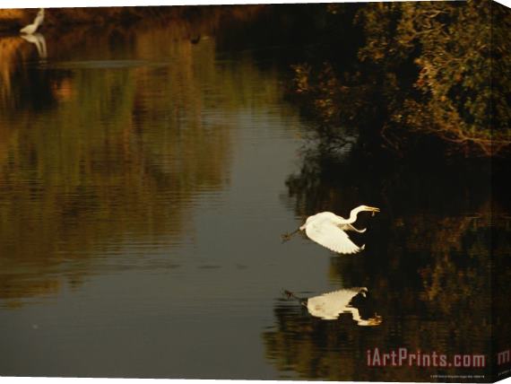 Raymond Gehman Great Egret Flying Across a Tidal Creek with a Fish in Its Bill Stretched Canvas Print / Canvas Art