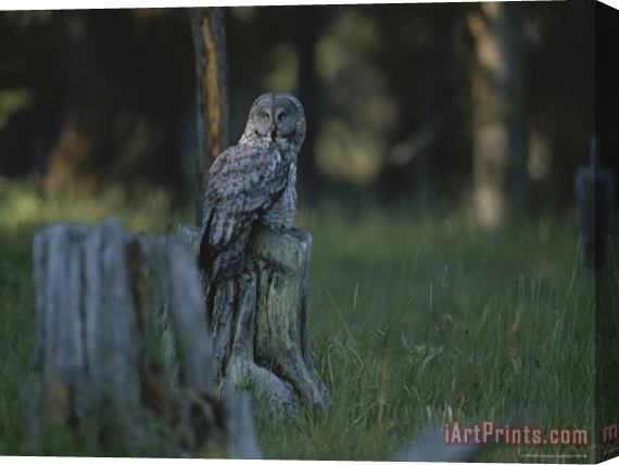 Raymond Gehman Great Gray Owl Yellowstone National Park Stretched Canvas Print / Canvas Art