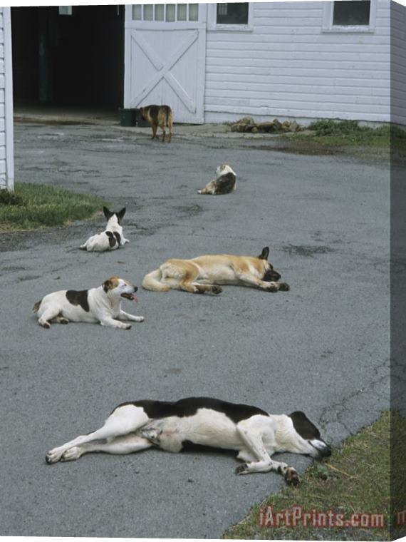 Raymond Gehman Group of Dogs Lying About on The Paved Driveway of a Farm Building Stretched Canvas Print / Canvas Art