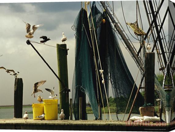 Raymond Gehman Gulls Alighting on a Dock Next to Hanging Fishing Nets Stretched Canvas Print / Canvas Art