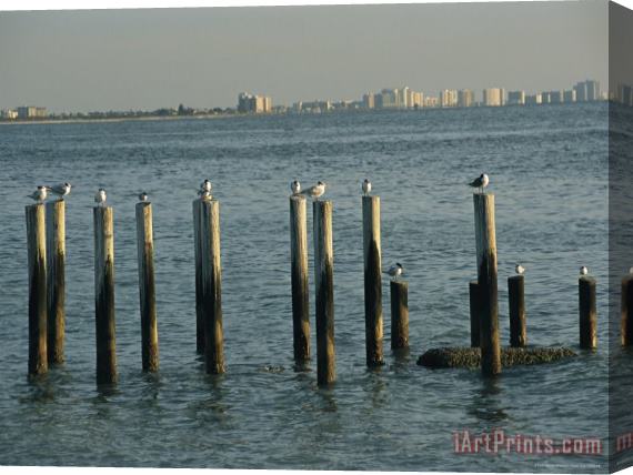 Raymond Gehman Gulls Perch on Derelict Pier Across The Gulf From Clearwater Florida Stretched Canvas Print / Canvas Art