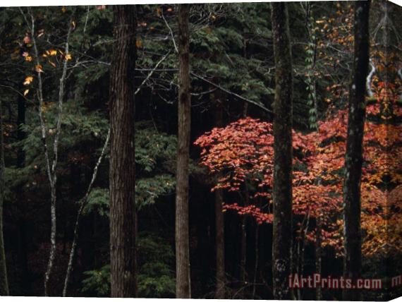 Raymond Gehman Hemlocks And Maples Are Part of Appalachian Woodlands Paint Creek Stretched Canvas Print / Canvas Art