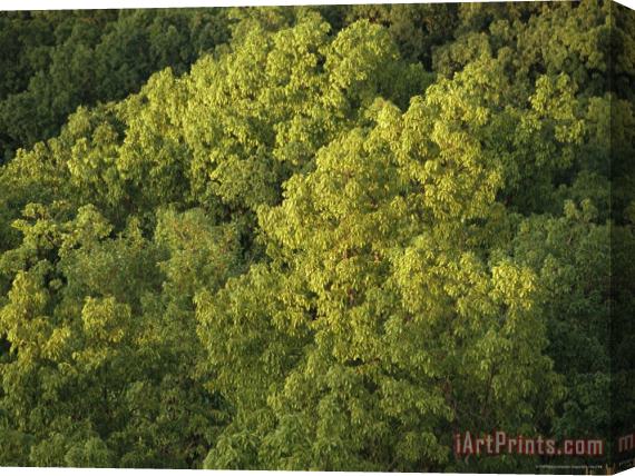 Raymond Gehman Hickory Tree Forest in Late Afternoon Light Stretched Canvas Print / Canvas Art