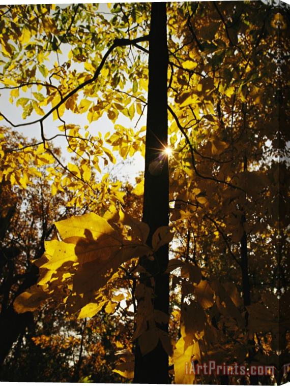 Raymond Gehman Hickory Tree in Golden Fall Color Along The Appalachian Trail Stretched Canvas Print / Canvas Art