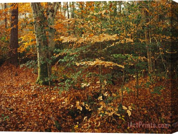 Raymond Gehman Holly And Beech Trees Along a Woodland Trail Stretched Canvas Print / Canvas Art