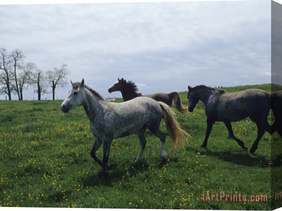 Raymond Gehman Horses Roaming in a Field Dotted with Yellow Wildflowers Stretched Canvas Print / Canvas Art