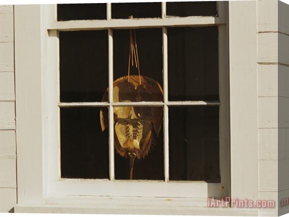 Raymond Gehman Horseshoe Crab Shell Hanging in a Window Stretched Canvas Painting / Canvas Art