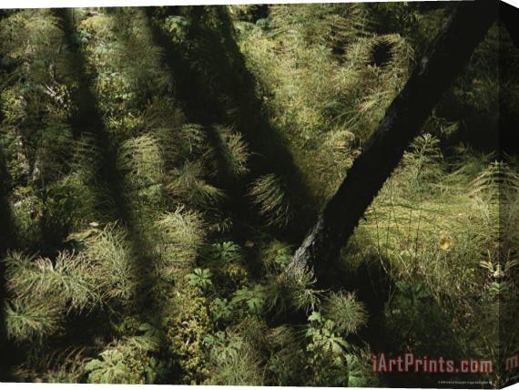Raymond Gehman Horsetail Ferns Grown Along a Hiking Trail Stretched Canvas Print / Canvas Art