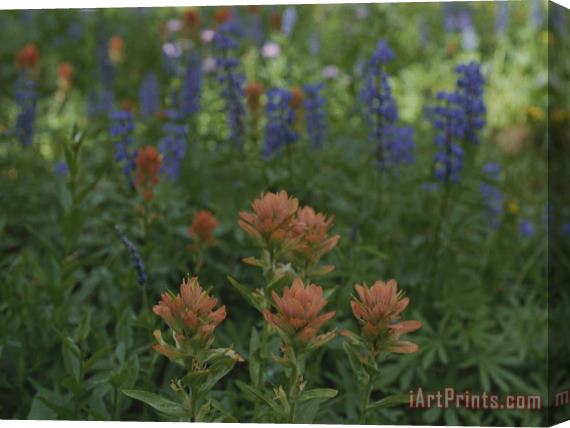 Raymond Gehman Indian Paintbrush And Purple Lupine Wildflowers Wyoming Stretched Canvas Painting / Canvas Art