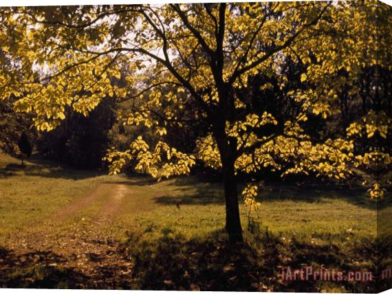 Raymond Gehman Lane Through a Farm Field And Trees Stretched Canvas Print / Canvas Art