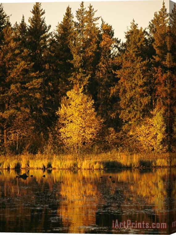 Raymond Gehman Late Afternoon View of a Lakeside Tree in Fall Foliage Stretched Canvas Print / Canvas Art