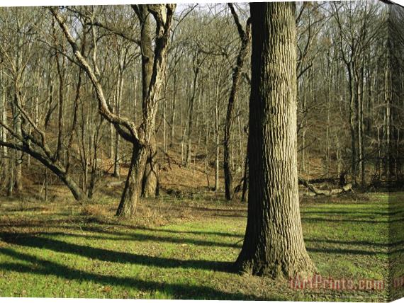Raymond Gehman Late Fall View of Hardwood Trees And Cast Shadows in a Clearing Stretched Canvas Print / Canvas Art