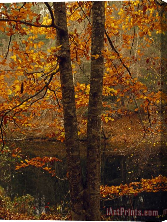 Raymond Gehman Leaves Fall From Beech Tree Along The Obed Wild And Scenic River Stretched Canvas Print / Canvas Art