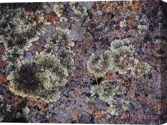 Raymond Gehman Lichen Covered Rock in Canada's Whiteshell Provincial Park Stretched Canvas Print / Canvas Art